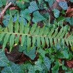 Polypodium vulgare Blatt