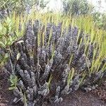 Chamaedendron kuekenthaliana