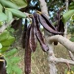 Ceratonia siliqua Fruit