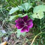 Malva arboreaFlors