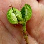 Jatropha chevalieri ഫലം