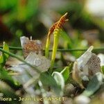 Ophioglossum lusitanicum Лист