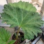 Gunnera tinctoriaFolha