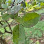 Psorospermum febrifugum Blatt