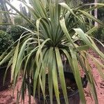 Dracaena draco Feuille