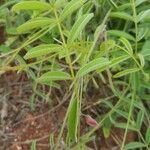 Cleome monophylla Fulla