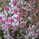 Symphyotrichum lateriflorum Flower