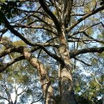 Pinus roxburghii Habitus