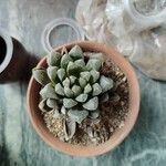 Haworthia cooperi Blatt