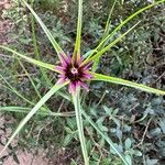 Tragopogon angustifolius 葉