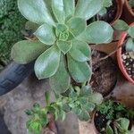 Aeonium leucoblepharum برگ