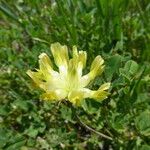 Trifolium fucatum 花