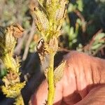 Pedicularis oederi Flower