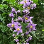 Solanum seaforthianum फूल