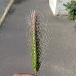 Hordeum marinum Hoja