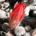 Echinocereus coccineus Квітка