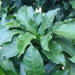 Pouteria caimito Leaf