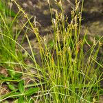 Carex alba عادت