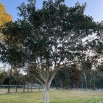 Ficus macrophylla Hábitos