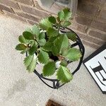 Kalanchoe longiflora Blad