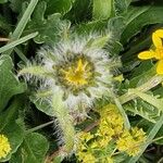 Hieracium villosum Flower