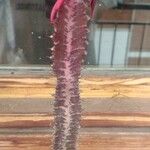 Euphorbia trigona Кора