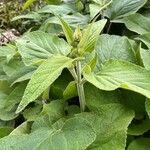 Phlomis russelianaBlad