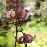 Lilium martagonFlower