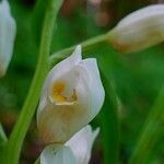 Cephalanthera damasonium Fleur