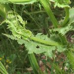 Urospermum picroides Leaf