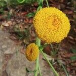 Leucanthemum virgatum 花