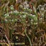 Radiola linoides Habit