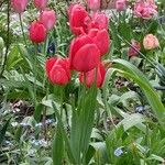 Tulipa gesneriana Cvet