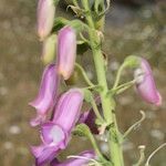 Digitalis thapsi 其他