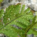 Gymnocarpium dryopteris ഫലം