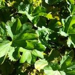 Alchemilla monticola ഇല