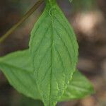 Matourea azurea Leaf