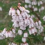 Erica lusitanica Blomst