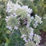 Pycnanthemum verticillatum Flower