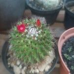 Mammillaria polytheleKora