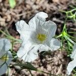 Nierembergia rigida Flower