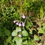 Clinopodium grandiflorumFlower