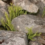 Asplenium trichomanes-ramosum Habit