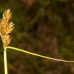 Carex leporina Ffrwyth