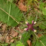 Melampyrum cristatum പുഷ്പം