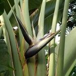 Strelitzia nicolai Λουλούδι