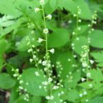 Mitella diphylla Flor