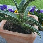 Aloe variegata Φύλλο