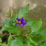 Lycianthes rantonnetii Blomma