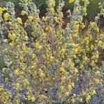 Verbascum pulverulentum പുഷ്പം